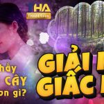 Giải mã giấc mơ thấy rừng cây đánh lô đề con số gì?