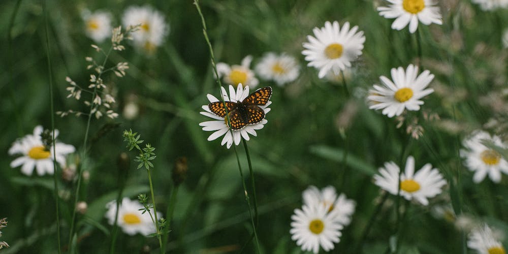 Tướng Khắc Chế Butterfly Cách Chiến Thuật Hiệu Quả để Đánh Bại Kẻ Thù